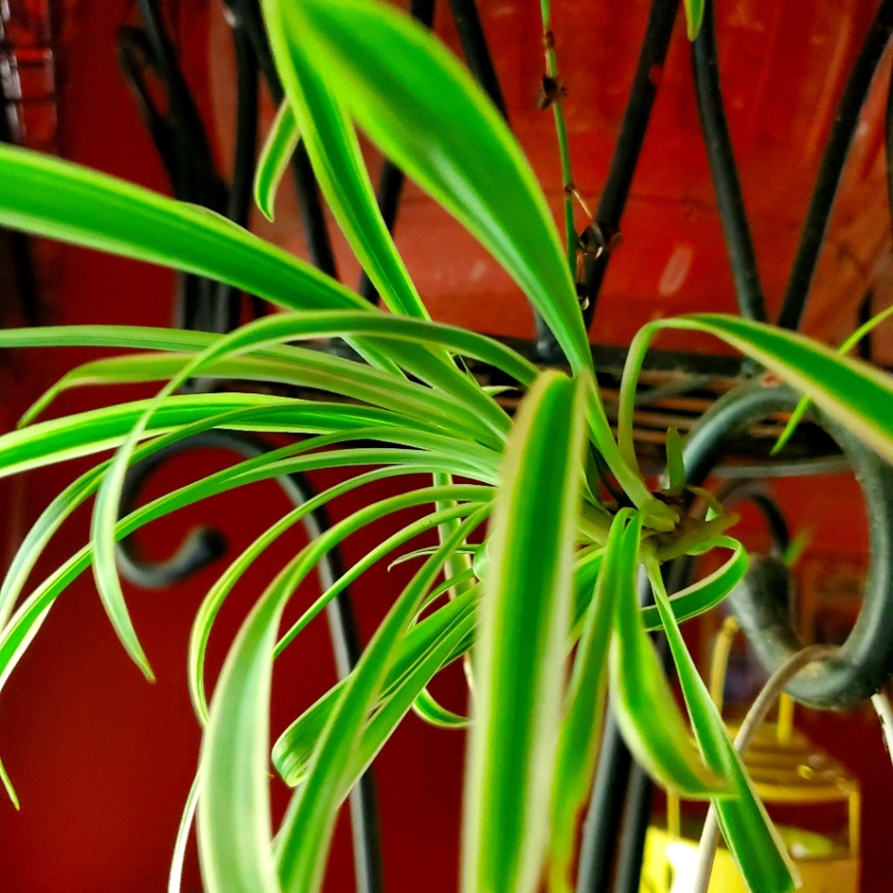 Variegated Spider Plant with Roots